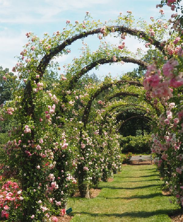 Arche pathway of pink Roses on a sunny day photograph by Sharon Cyboron Leaman